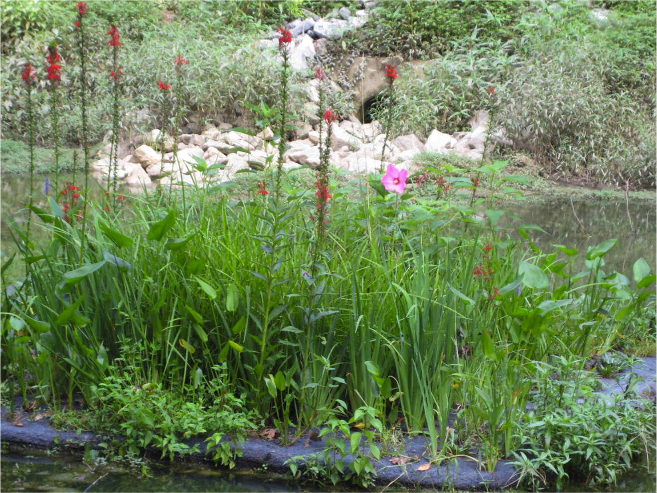 Floating Wetland